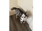 Adopt BLUE a Siberian Husky