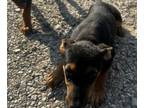 Adopt A712985 a Rottweiler