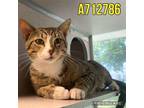 Adopt CLOVER a Domestic Short Hair