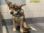 Adopt STITCH a Siberian Husky