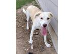 Adopt DUVALIN a Labrador Retriever