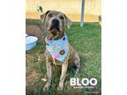 Adopt BLOO a American Staffordshire Terrier