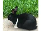 Adopt NIBBLES a Bunny Rabbit