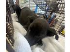 Adopt ASH a Labrador Retriever