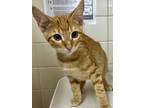 Adopt ROVER a Domestic Short Hair