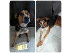 Adopt DIESEL a Australian Cattle Dog / Blue Heeler