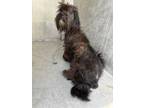 Adopt CHURRO a Yorkshire Terrier