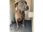 Adopt RAM a American Staffordshire Terrier