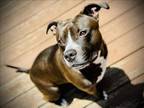 Adopt BENNY a American Staffordshire Terrier
