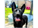 Adopt DELTA a German Shepherd Dog, Mixed Breed