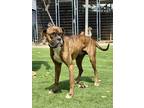 Adopt Wade a Boxer