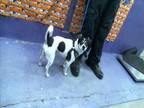Adopt MIKEY a Rat Terrier, Mixed Breed
