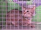 Adopt SLAYER a Domestic Short Hair