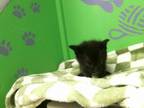 Adopt A1942103 a Domestic Short Hair