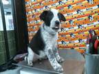 Adopt A1941505 a Staffordshire Bull Terrier, Mixed Breed