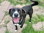 Adopt GOMEZ a Staffordshire Bull Terrier, Mixed Breed