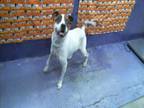 Adopt BUSTER BROWN a Fox Terrier, Mixed Breed