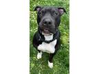 Adopt MEW a American Staffordshire Terrier