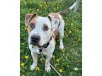 Adopt CHARUS a American Staffordshire Terrier, Mixed Breed
