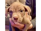 Adopt Canelas Cookies: Macaroon a Pit Bull Terrier