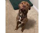 Adopt Scoob a Pit Bull Terrier