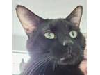 Adopt Conway Twitty a Domestic Short Hair