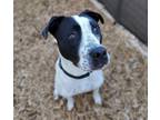 Adopt BEAU a Pit Bull Terrier, Mixed Breed
