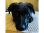 Adopt Uria a Black Labrador Retriever, Mixed Breed