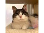 Adopt Neville a Domestic Short Hair