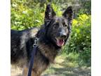 Adopt Jody a German Shepherd Dog