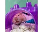 Adopt August a Hamster