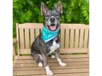 Adopt Breezy a Shepherd, Mixed Breed