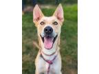 Adopt Winston a Husky, German Shepherd Dog