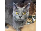 Adopt Motley a Domestic Short Hair