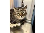 Adopt TIGER a Domestic Short Hair