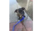 Adopt Puddle a Mixed Breed