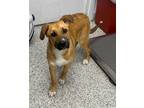 Adopt Jersey a Mixed Breed