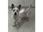 Adopt Zoomer a Cattle Dog, Mixed Breed