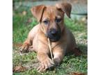 Adopt Kanga Pup - Heffalump a Dachshund, Shepherd