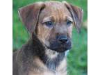Adopt Kanga Pup - Roo Roo a Dachshund, Shepherd