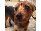 Adopt Oreo a Yorkshire Terrier