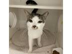 Adopt Yoshi a Domestic Short Hair