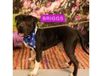 Adopt Briggs a Mixed Breed