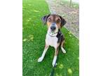 Adopt Champa Nugget a Beagle