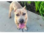 Adopt CHANDLER a American Staffordshire Terrier, Mixed Breed