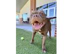 Adopt CHATO a American Staffordshire Terrier, Mixed Breed