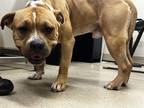 Adopt MR. BUBBLES a American Staffordshire Terrier, Mixed Breed