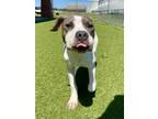 Adopt PANDA a American Staffordshire Terrier, Mixed Breed