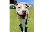 Adopt ZEUS a American Staffordshire Terrier, Mixed Breed
