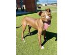 Adopt FREUD a American Staffordshire Terrier, Mixed Breed